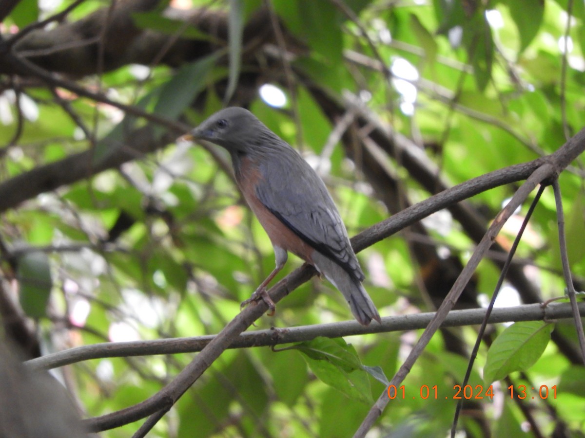 Chestnut-tailed/Malabar Starling - ML612914702