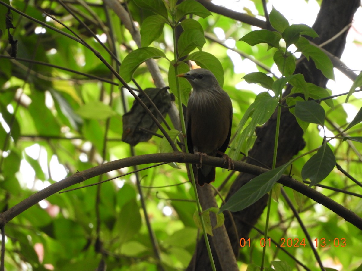 Chestnut-tailed/Malabar Starling - ML612914703