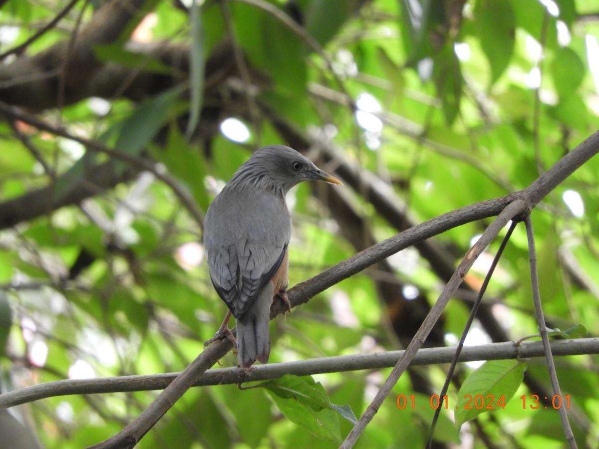 Chestnut-tailed/Malabar Starling - ML612914704