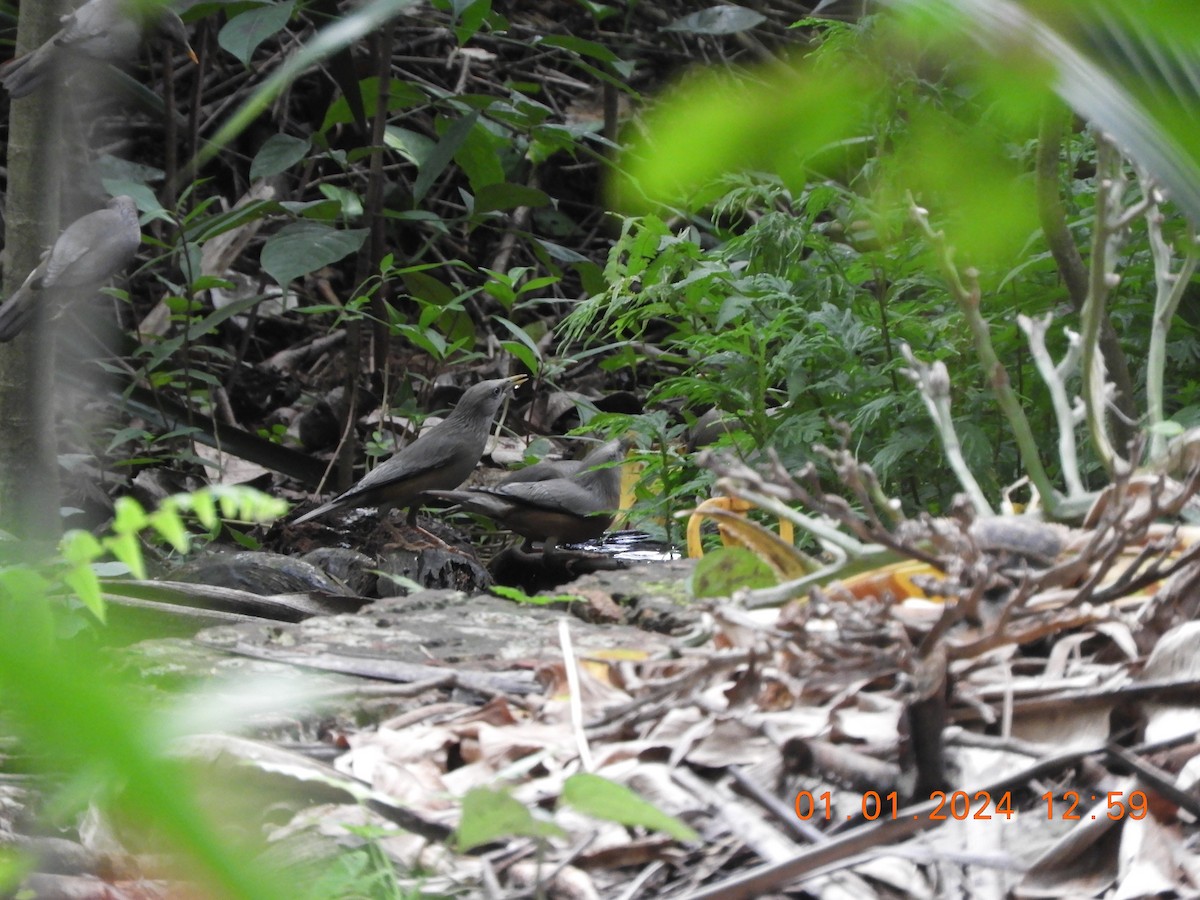 Chestnut-tailed/Malabar Starling - ML612914706