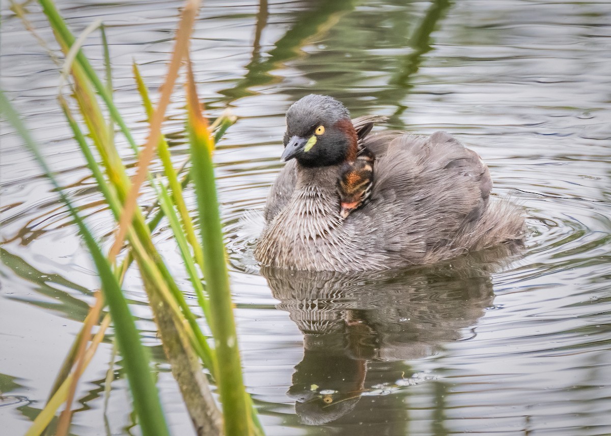 Australasian Grebe - ML612914796