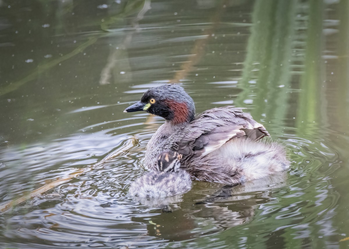 Australasian Grebe - ML612914799