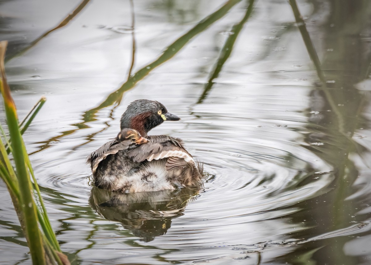 Australasian Grebe - ML612914800