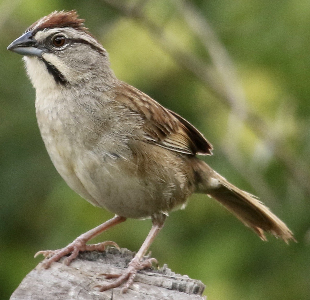 Rusty Sparrow - Connie Lintz