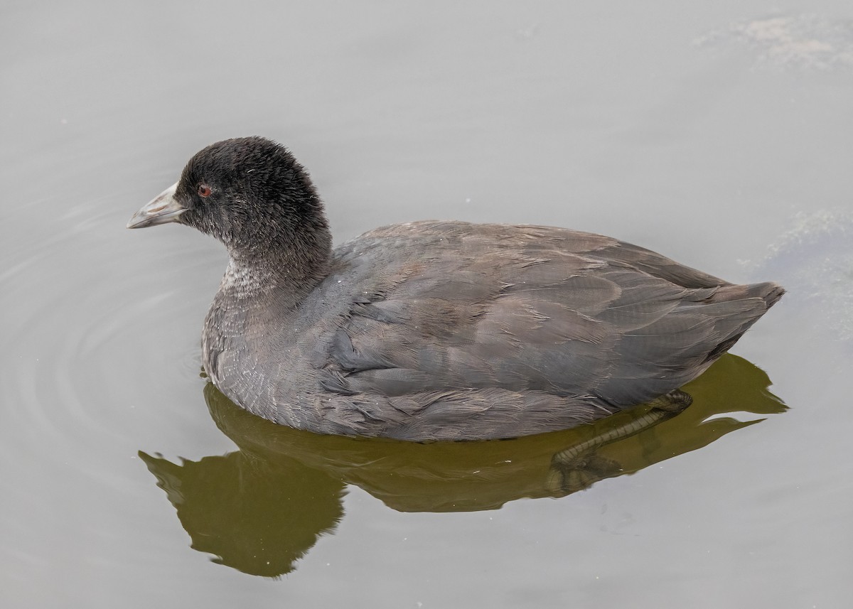 Eurasian Coot - ML612914909