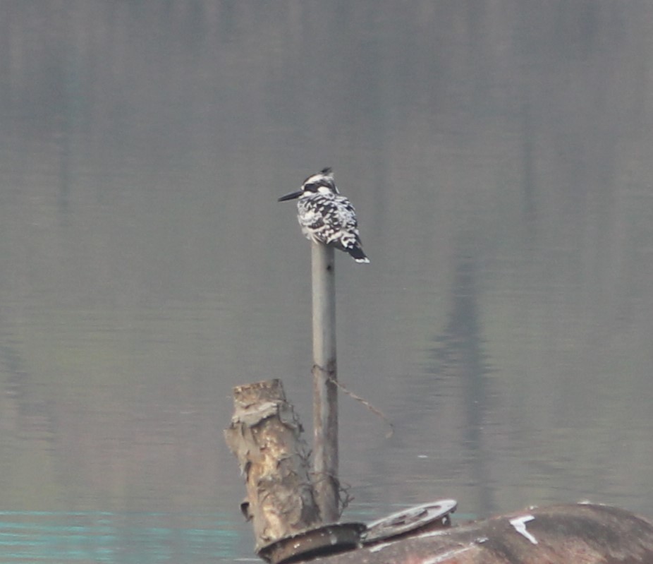 Pied Kingfisher - ML612914929