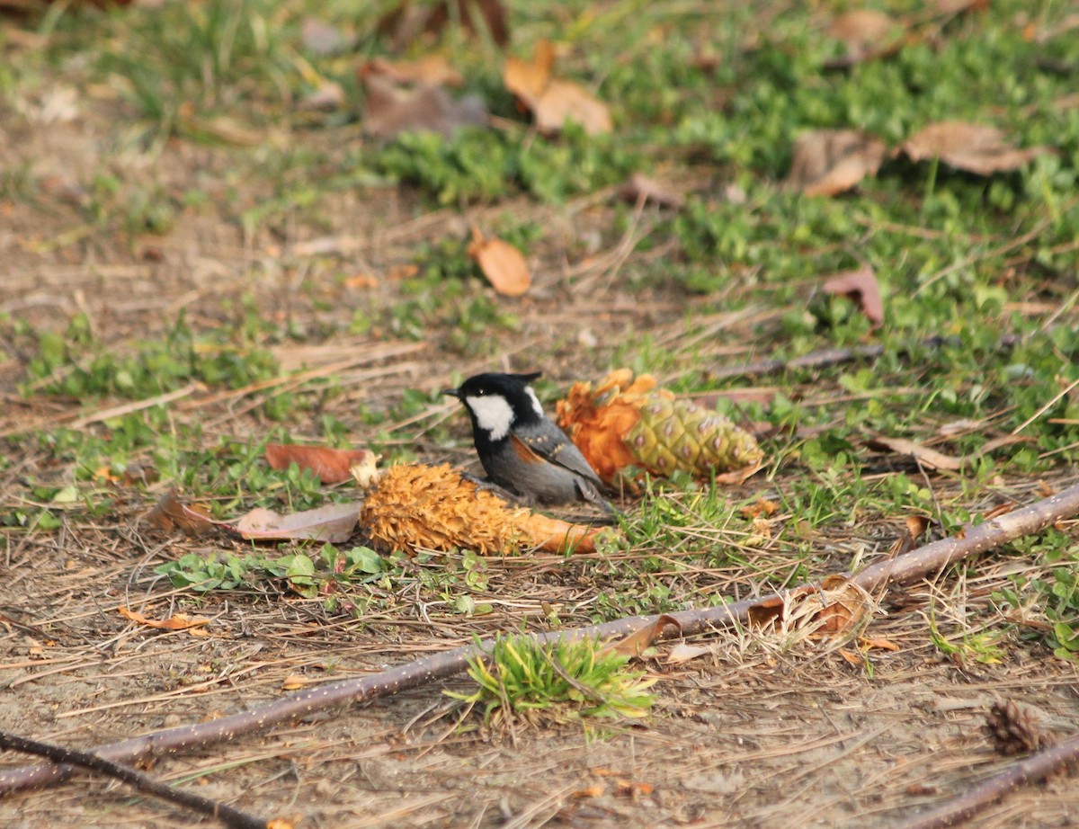 Coal Tit - ML612914935