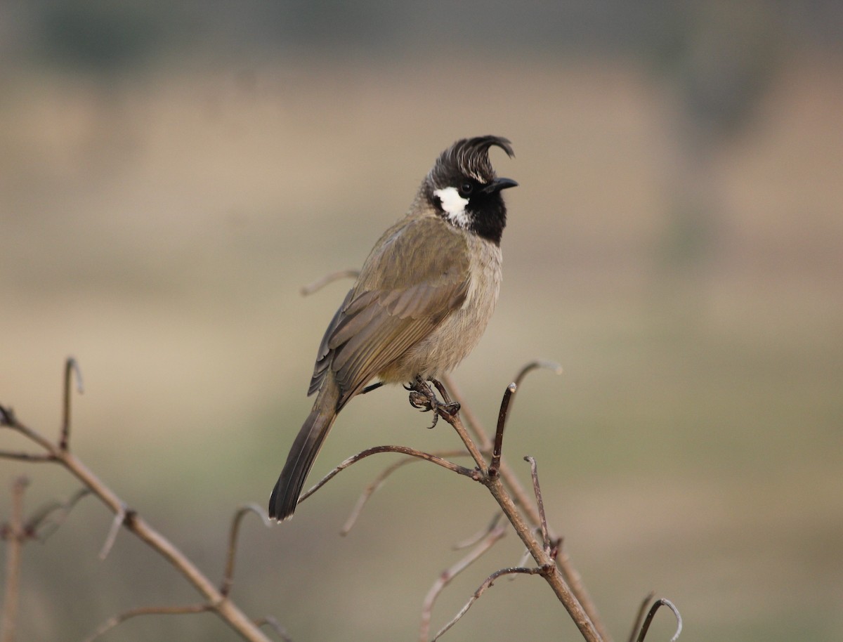 Himalayan Bulbul - ML612914938