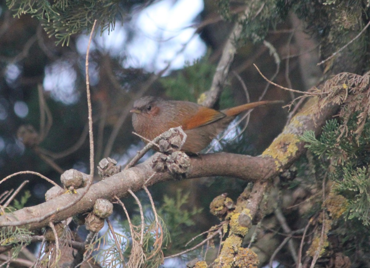 Streaked Laughingthrush - ML612914961