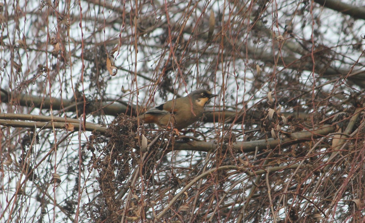 Variegated Laughingthrush - ML612914969