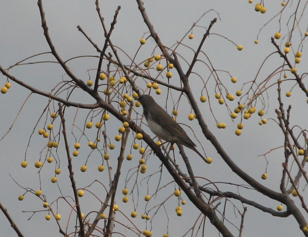 Black-throated Thrush - ML612914971