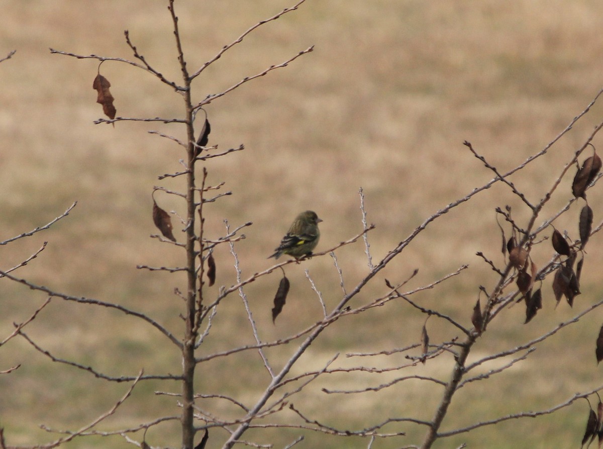 Yellow-breasted Greenfinch - ML612914980