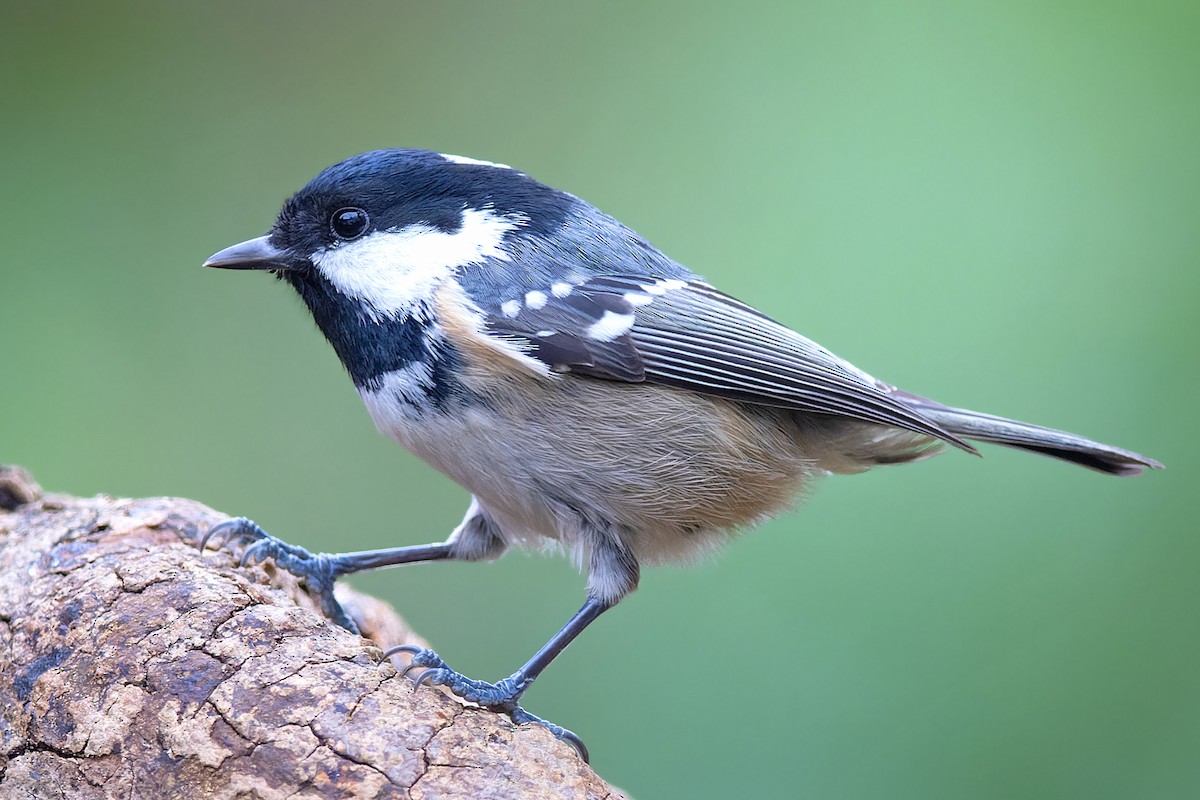 Coal Tit - ML612915298