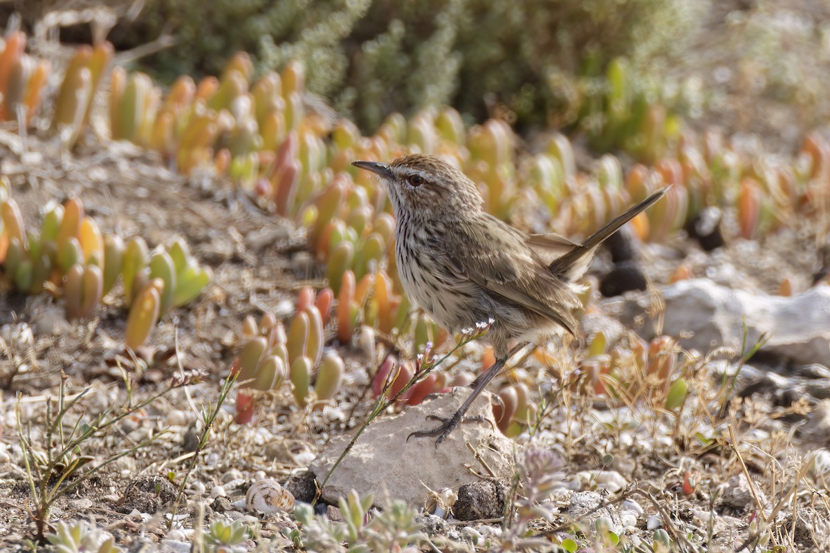 Rufous Fieldwren - ML612915299