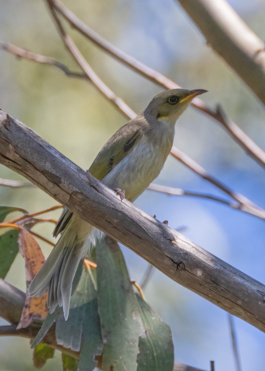 Fuscous Honeyeater - ML612915359