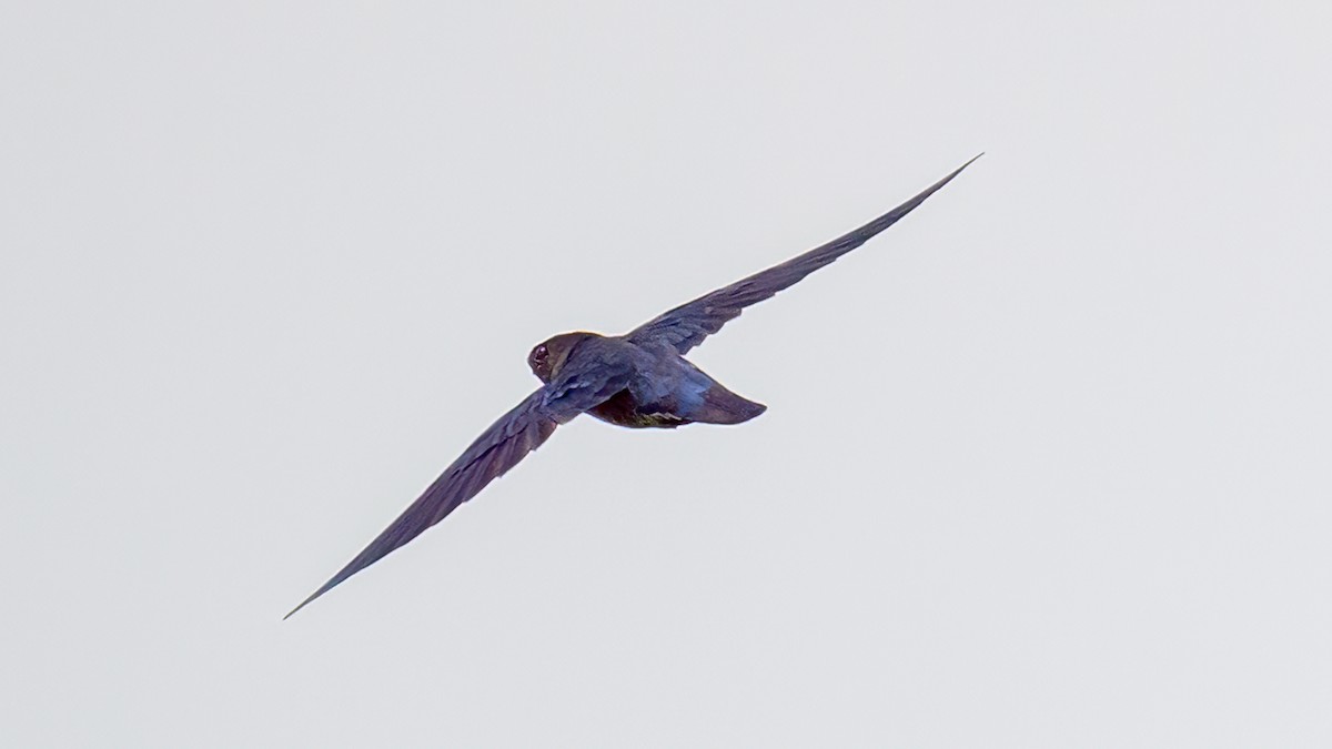 Plume-toed Swiftlet - Soong Ming Wong