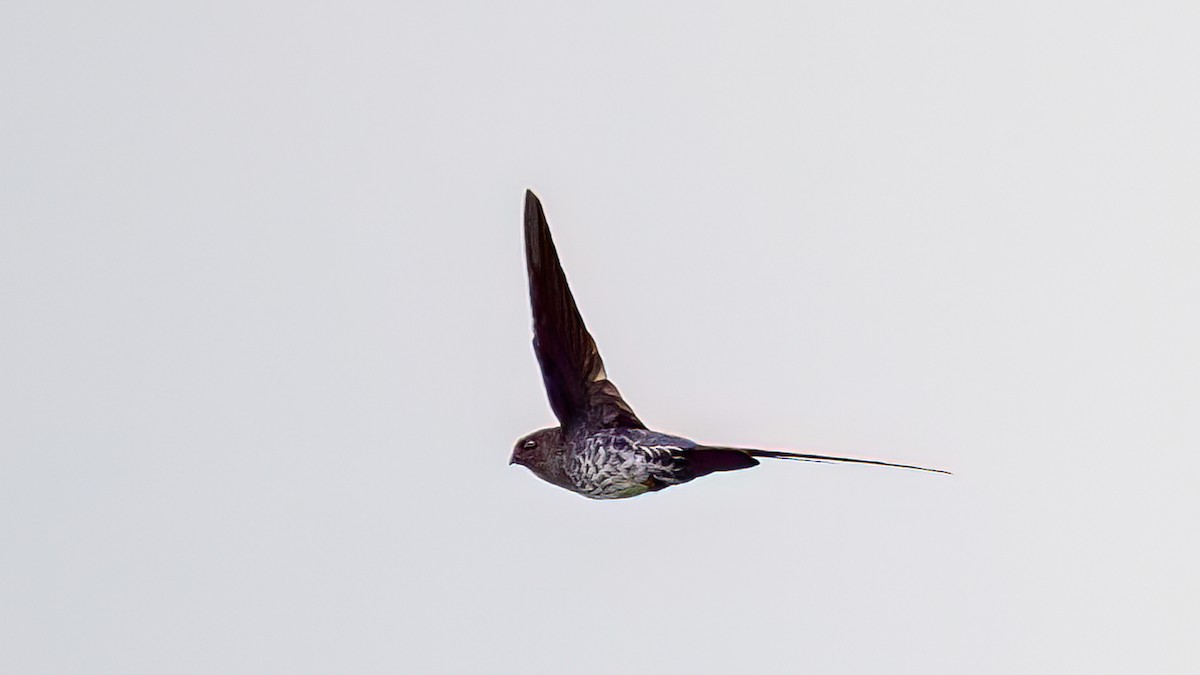 Plume-toed Swiftlet - Soong Ming Wong