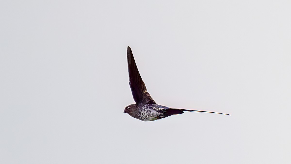 Plume-toed Swiftlet - ML612915382