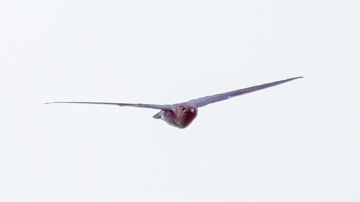 Plume-toed Swiftlet - Soong Ming Wong