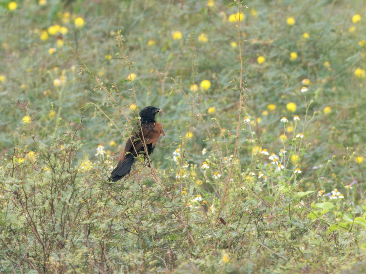 Lesser Coucal - Evelyn Lee