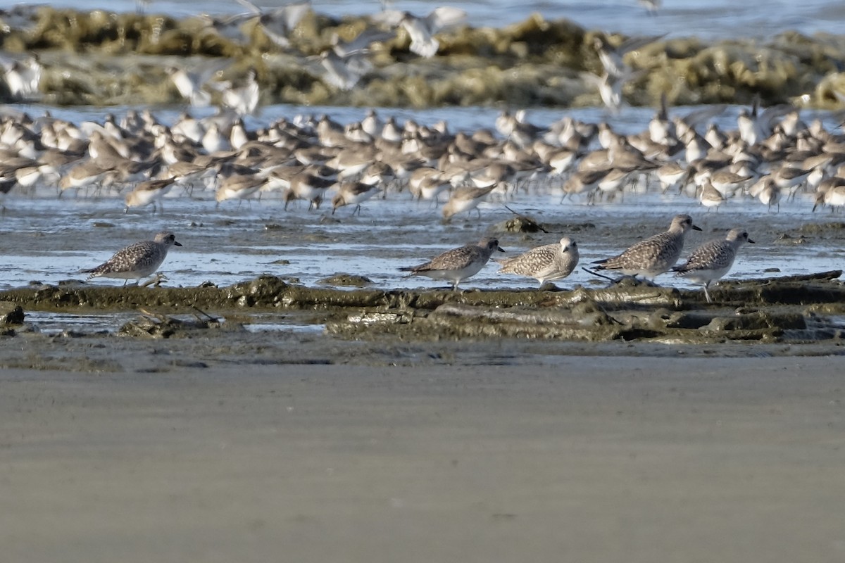 Black-bellied Plover - ML612915457