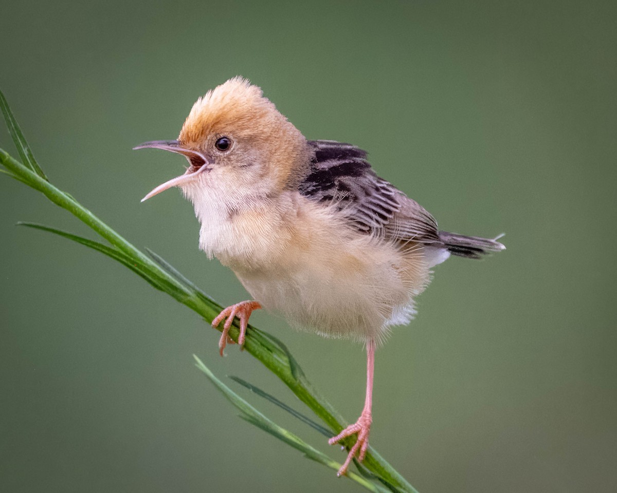 Golden-headed Cisticola - Alan Melville