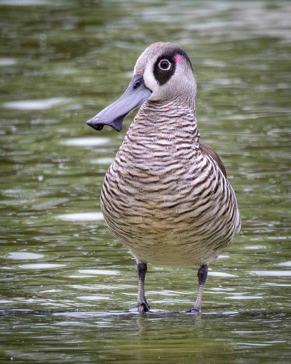 Pink-eared Duck - Alan Melville