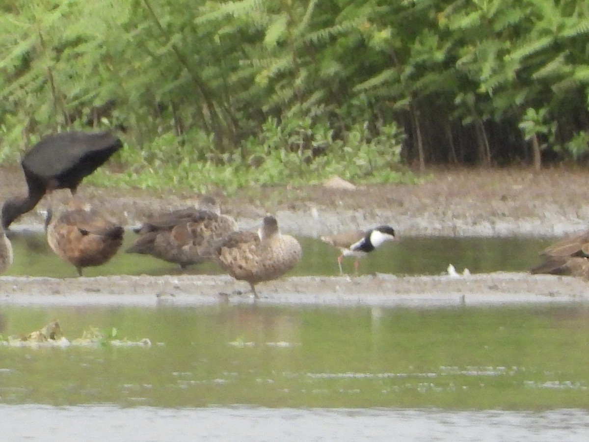 Red-kneed Dotterel - ML612915819