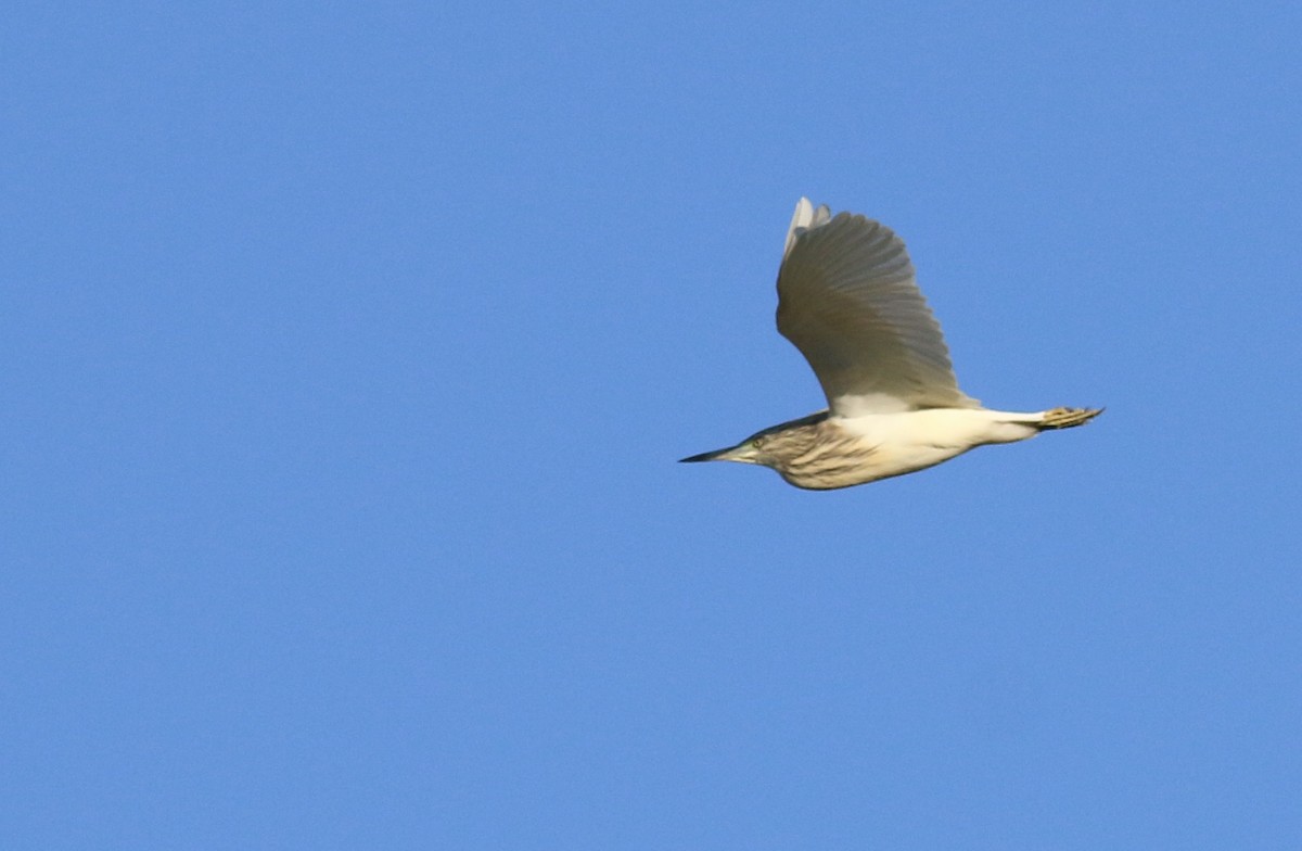 Squacco Heron - ML612915859