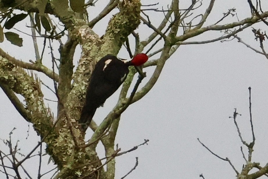 Lineated Woodpecker - ML612915915