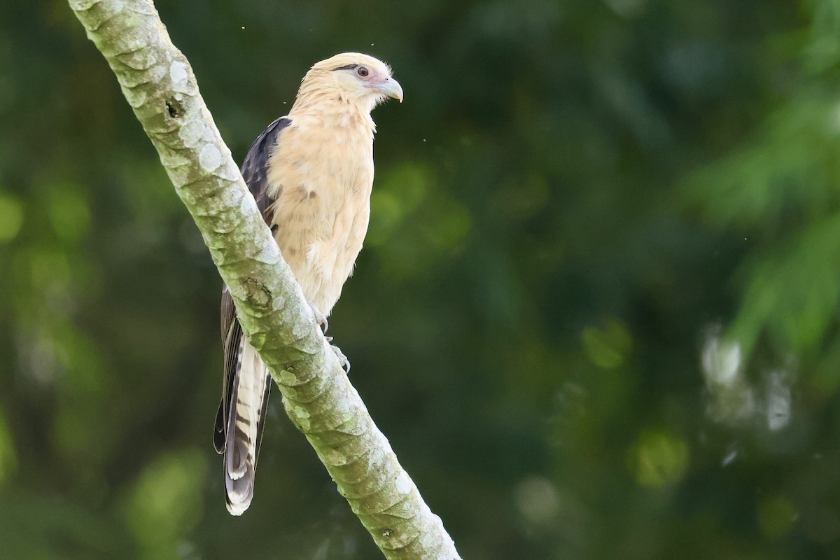 Yellow-headed Caracara - ML612915918