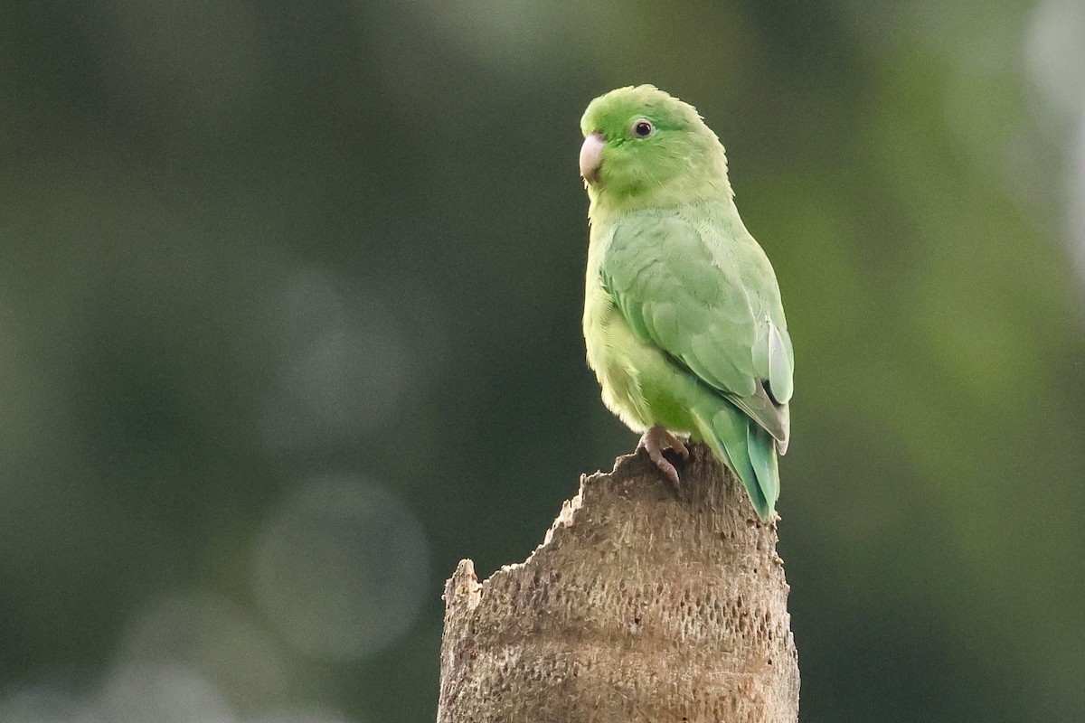 Spectacled Parrotlet - ML612915920
