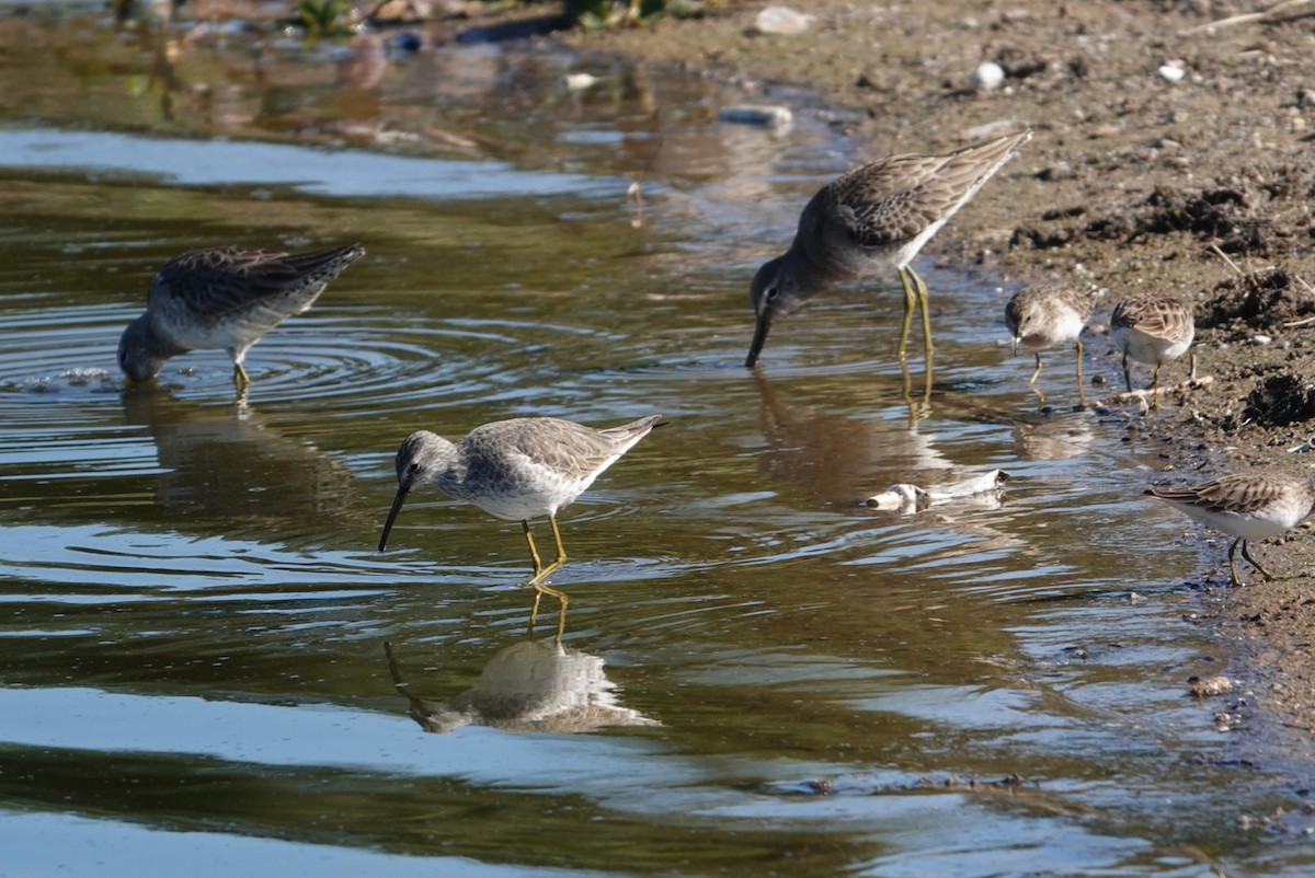 Stilt Sandpiper - ML612915999