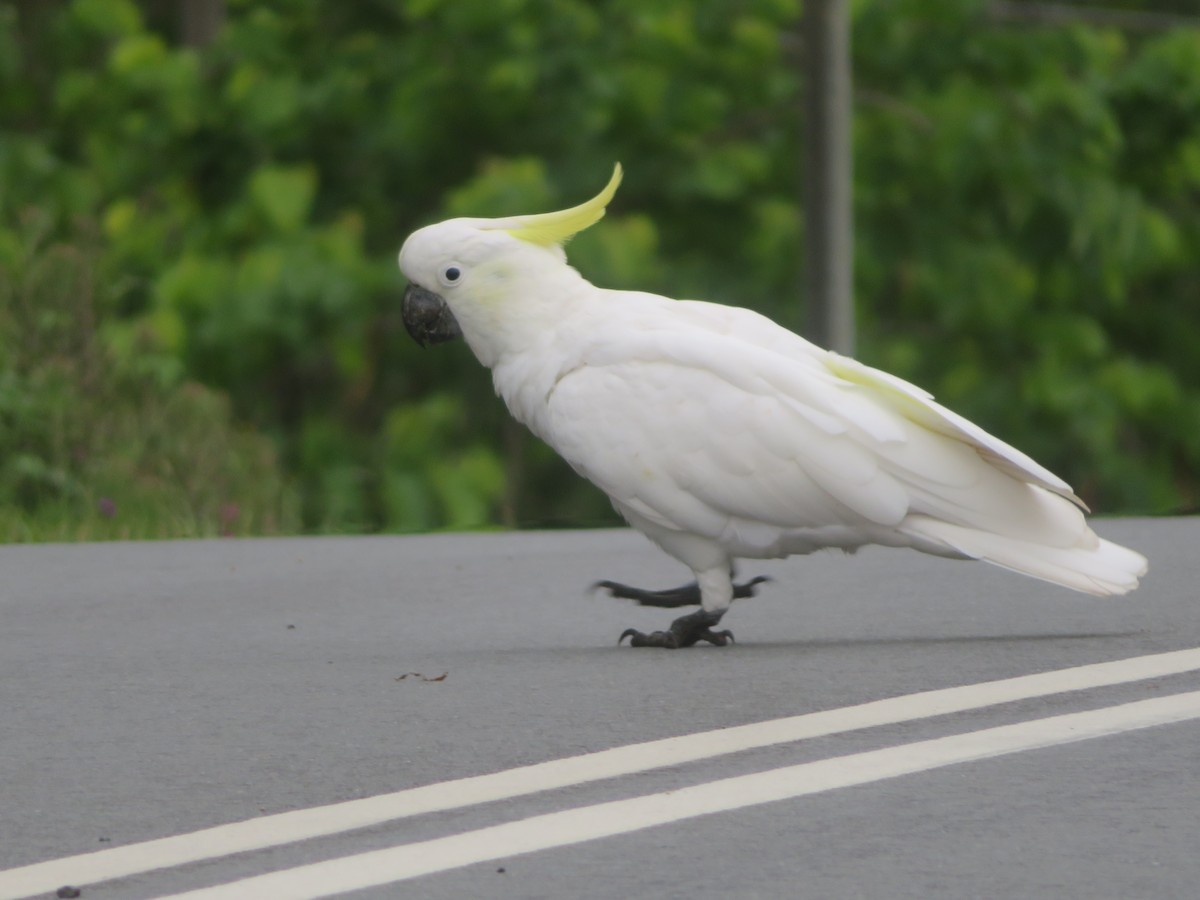 Sulphur-crested Cockatoo - DJ ML