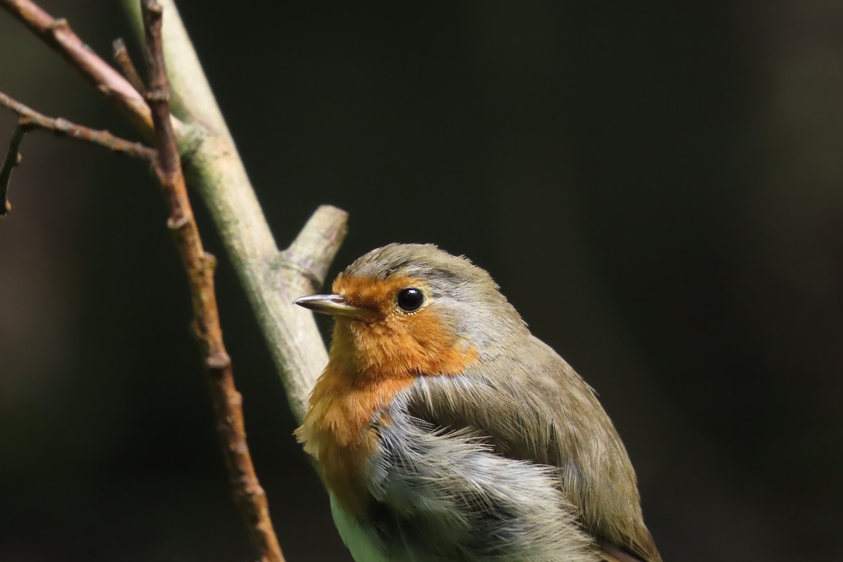 European Robin - ML612916024