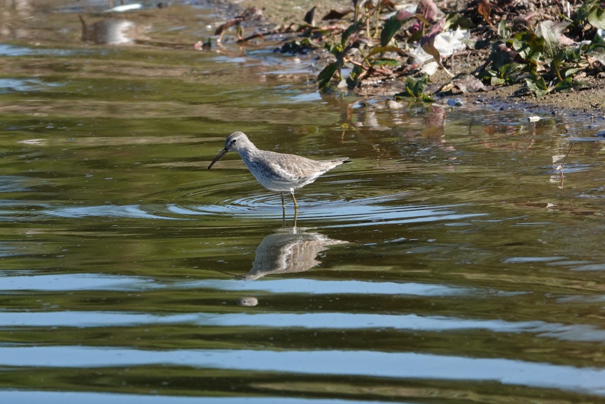 Stilt Sandpiper - ML612916033