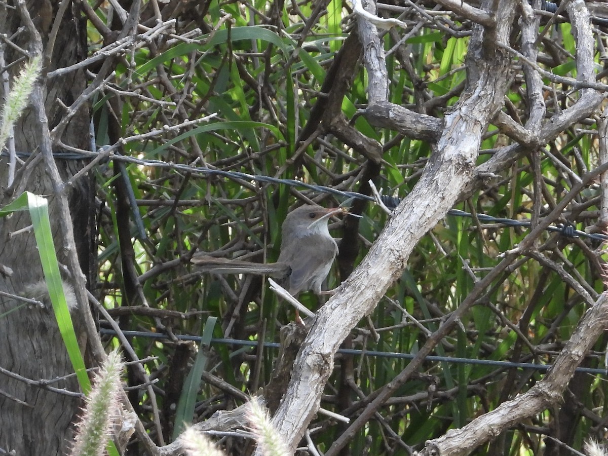 Superb Fairywren - ML612916047