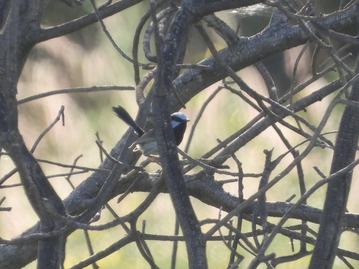 Superb Fairywren - ML612916048