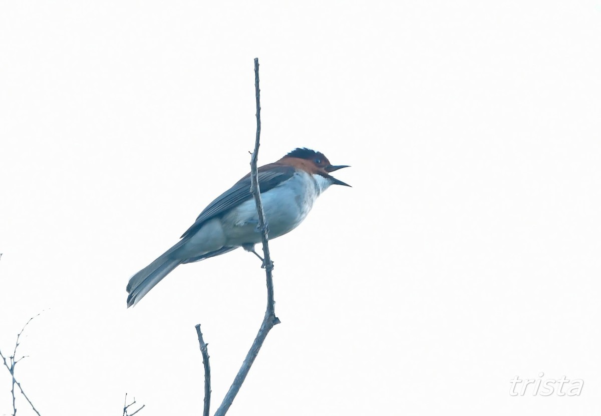 Chestnut Bulbul - ML612916080