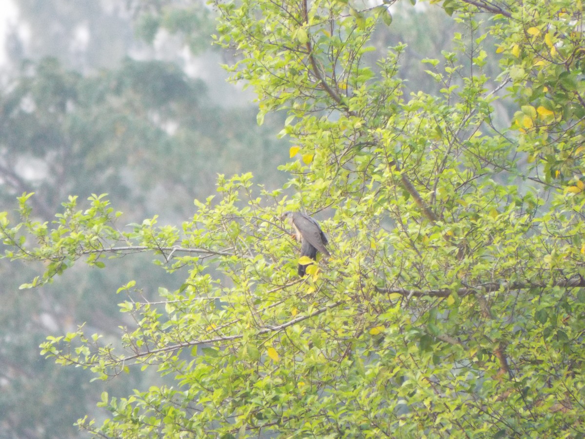 Himalayan Cuckoo - ML612916247