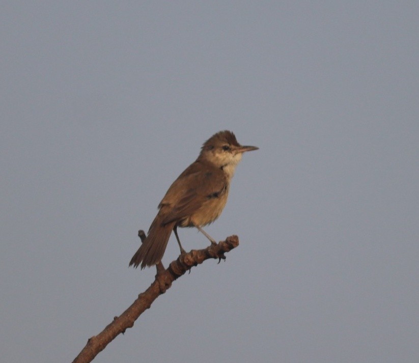 Clamorous Reed Warbler - ML612916275