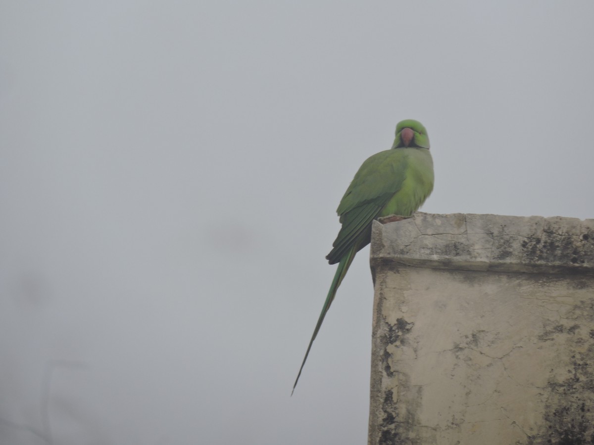 Rose-ringed Parakeet - Nivedita Karmakar