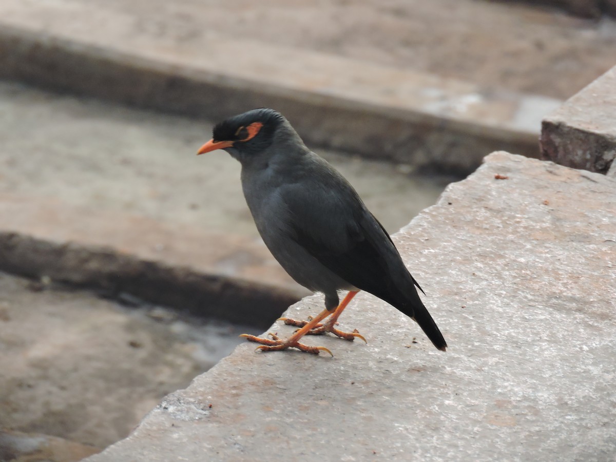 Bank Myna - Nivedita Karmakar