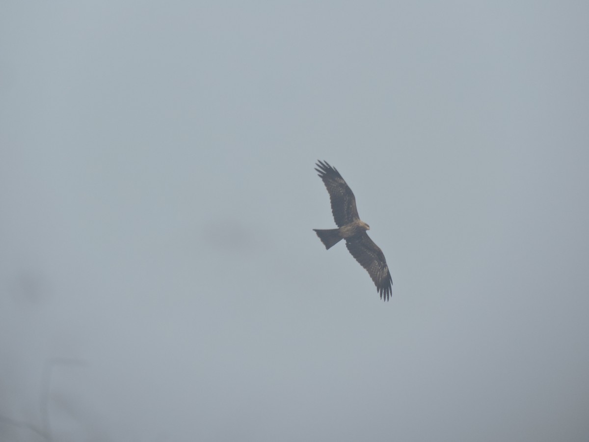 Black Kite - Nivedita Karmakar