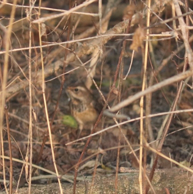 Bluethroat - ML612916462