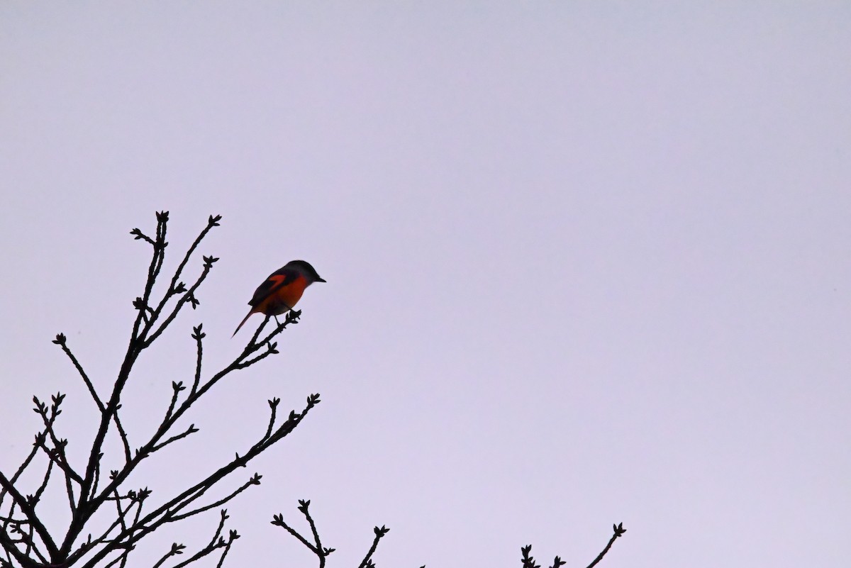 Minivet Gorjigrís - ML612916478