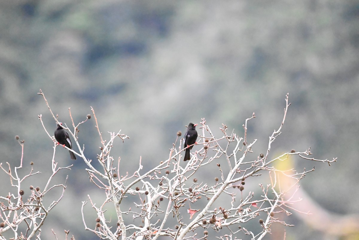 Black Bulbul - Isaac Lang