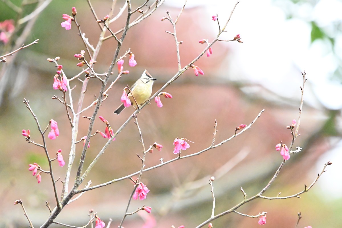 Taiwan Yuhina - Isaac Lang