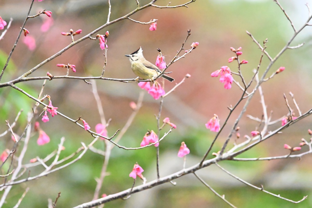 Taiwan Yuhina - Isaac Lang