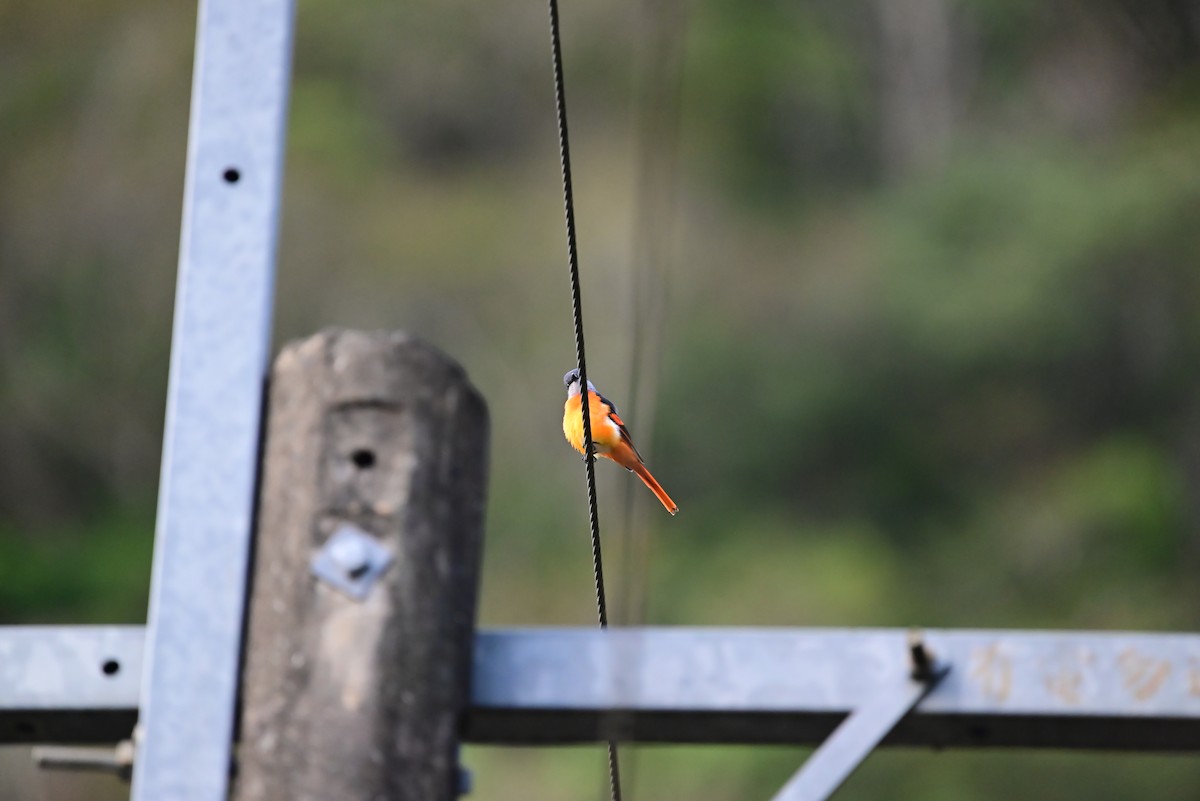 Gray-chinned Minivet - Isaac Lang